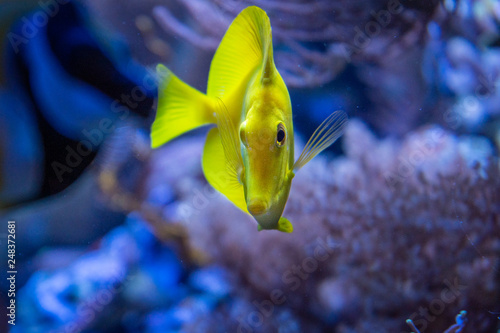 Gelber Doktorfisch im Aquarium photo