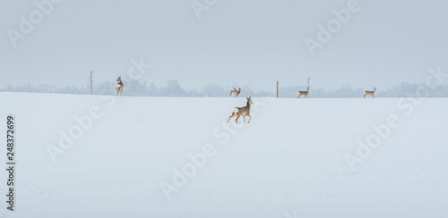 Obraz na płótnie Young deer with brown fur looking for food on a snowy field with a forest in background. Thrilled facial expression staring straight. Bucks running over a field creating a picturesque winter landscape w salonie