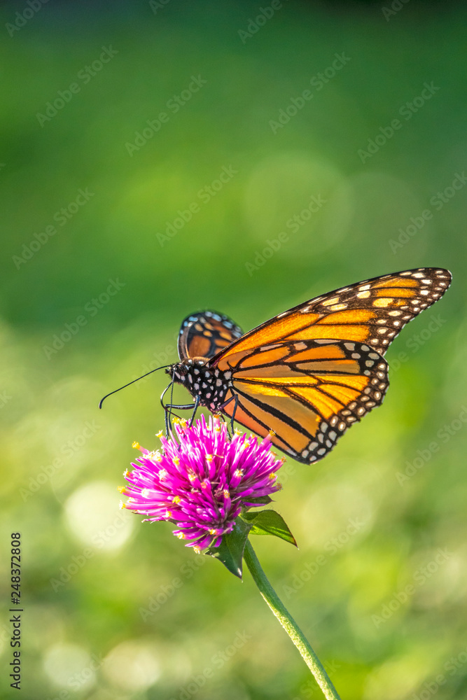 monarch butterfly, Danaus plexippus monarch butterfly, Danaus plexippus