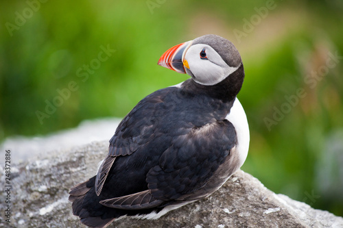 Atlantic Puffin (Fratercula arctica) with diffused green grass background. Common Paffin. Norway © Natalia