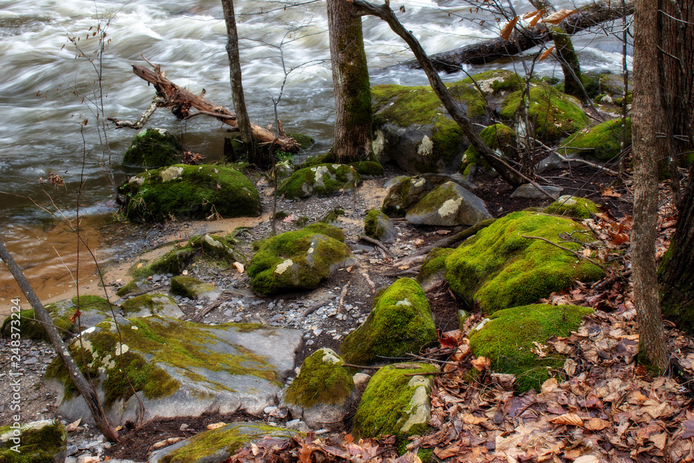 Mossy bank Mossy bank
