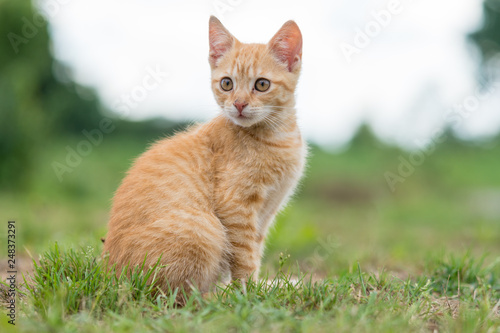 Portrait of cute young striped cat, sitting on the grass. Shallow depth of filed. © Ban