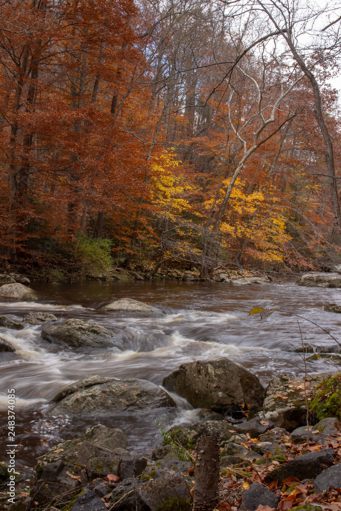 Red and gold woods