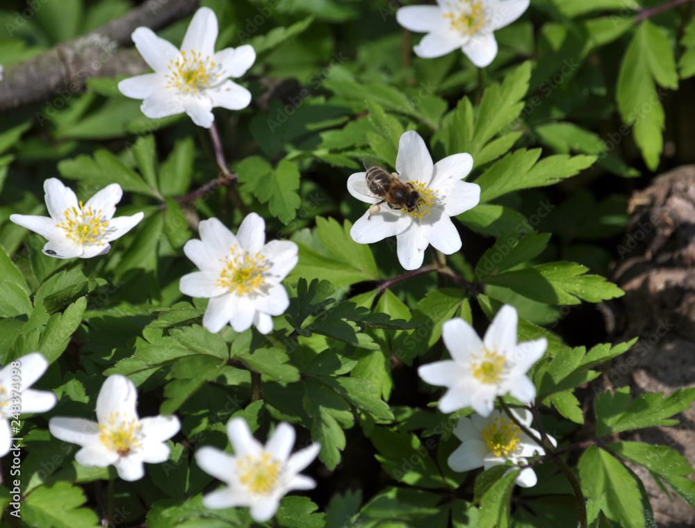 In the wild bloom early spring perennial plant Anemone nemorosa In the wild bloom early spring perennial plant Anemone nemorosa