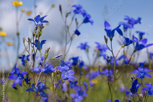 blue flowers