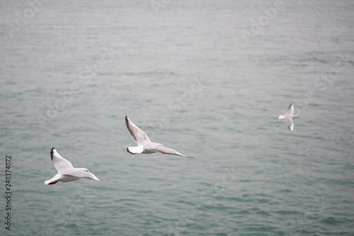Sea gulls on Istanbul bosphorus