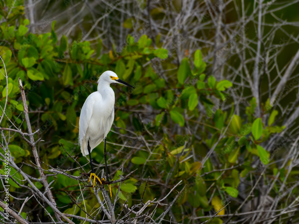 Snowy Egret Foraging on the Pond with Mangrove Snowy Egret Foraging on the Pond with Mangrove