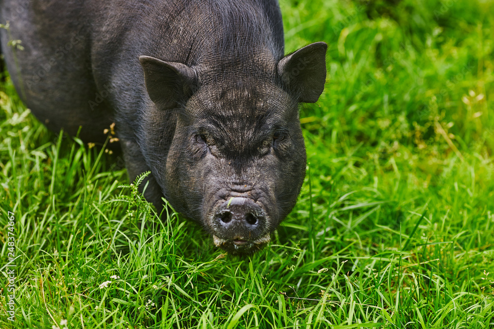 Cute fat pot-bellied pigs on free meadow of private farm Cute fat pot-bellied pigs on free meadow of private farm