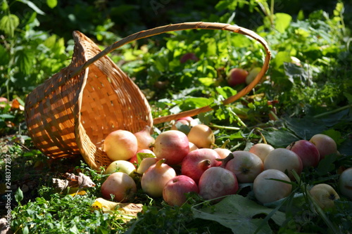 Садовые яблоки рассыпались из корзины