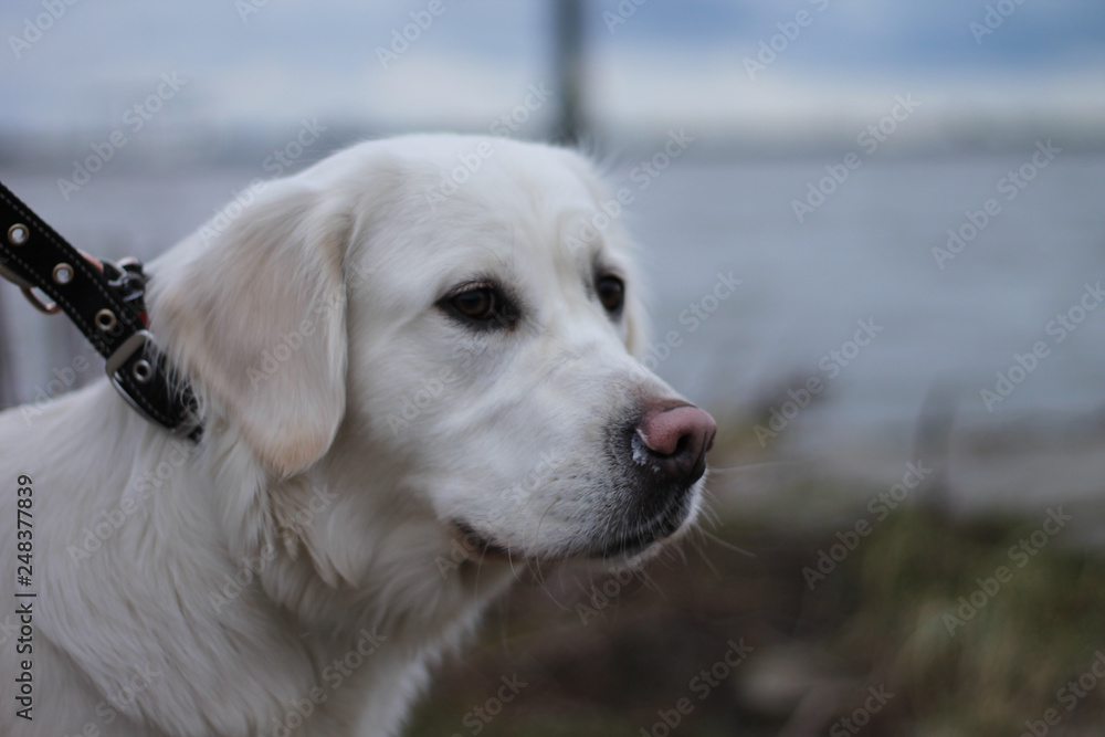 Golden Retriever at the river Golden Retriever at the river