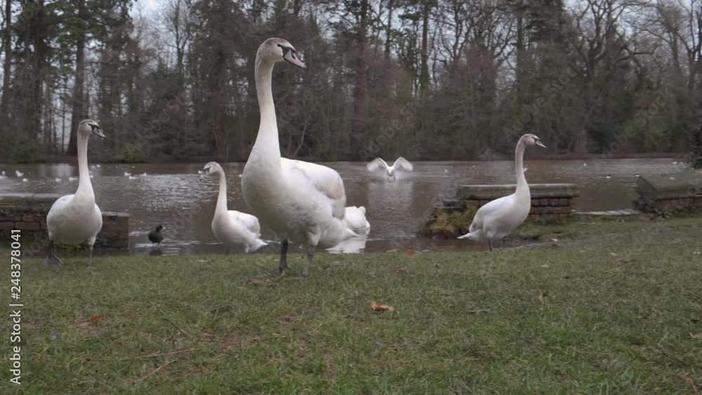 Family of swans walking and grooming on the side of the lake. Family of swans walking and grooming on the side of the lake.