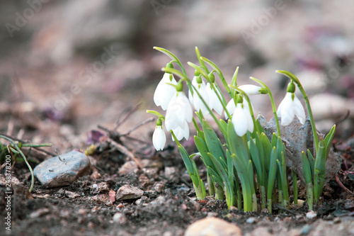 Spring snowdrops hope and purity symbol
