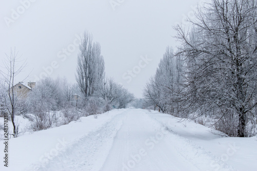 Fototapeta Naklejka Na Ścianę i Meble -  Winter snow trees, New Year's mood. copy space.