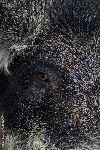 Wallpaper Mural Boar eye close up. Wild predator animal in the zoo cage. Torontodigital.ca
