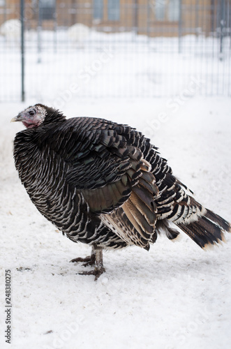 Big black Turkey poultry yard in winter.