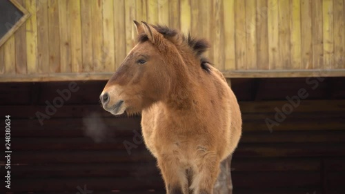 Horse photo