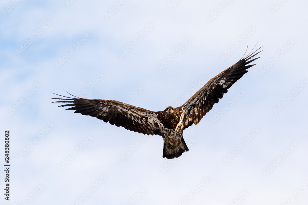 Bald eagle (Haliaeetus leucocephalus) young soaring in the sky, Iowa, USA. Bald eagle (Haliaeetus leucocephalus) young soaring in the sky, Iowa, USA.