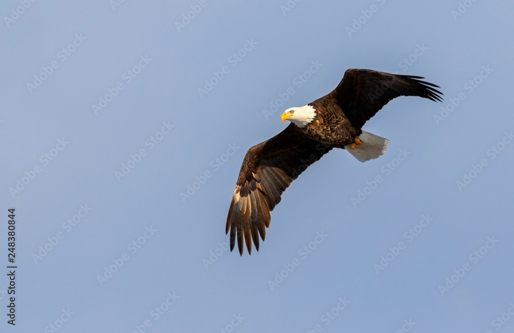 Fototapeta premium Bald eagle (Haliaeetus leucocephalus) soaring in blue sky, Iowa, USA.