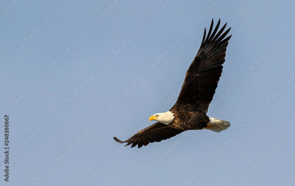 Fototapeta premium Bald eagle (Haliaeetus leucocephalus) soaring in blue sky, Iowa, USA.