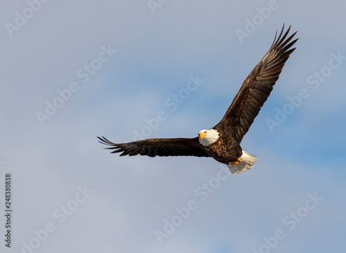 Bald eagle (Haliaeetus leucocephalus) soaring in blue sky, Iowa, USA. © Ivan Kuzmin