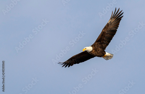 Bald eagle (Haliaeetus leucocephalus) soaring in blue sky, Iowa, USA.
