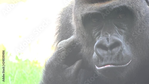 An Ugly Wild Gorilla