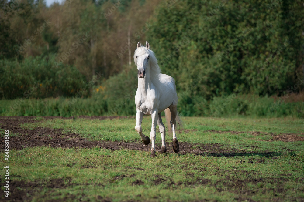 Obraz premium running white beautiful Orlov trotter stallion at freedom. spring season