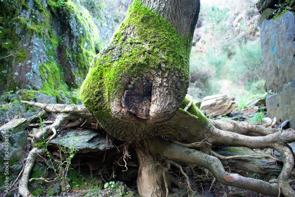 Tree with awesome shape Tree with awesome shape