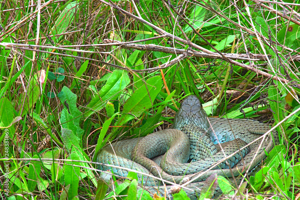 Fototapeta premium A snake in the mountains