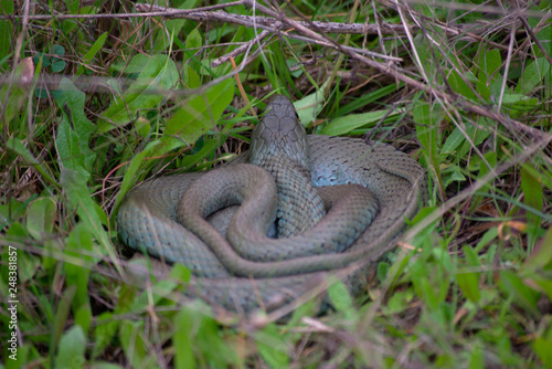 A snake in the mountains