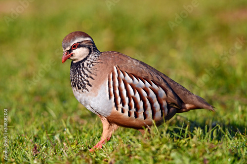 Rothuhn (Alectoris rufa) - Red-legged partridge photo