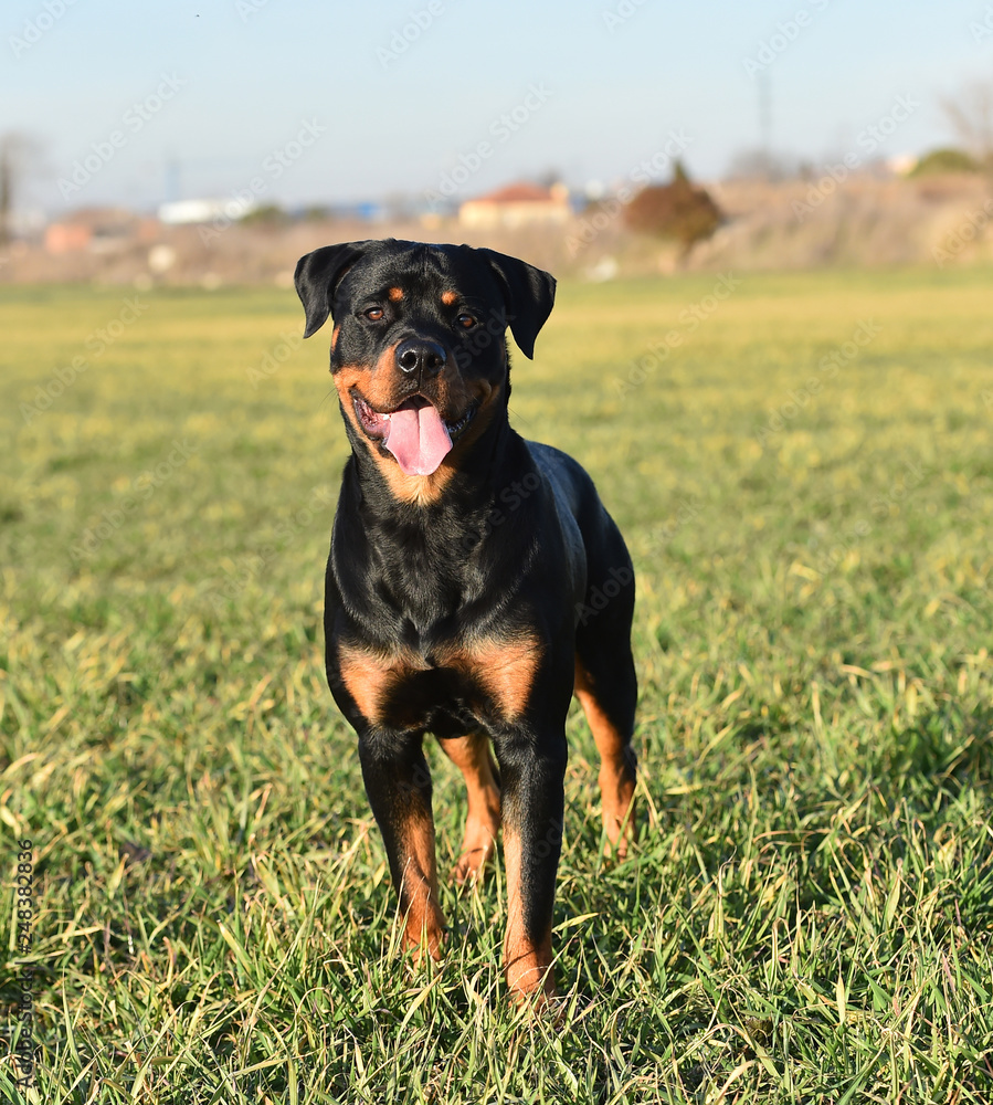 rottweiler