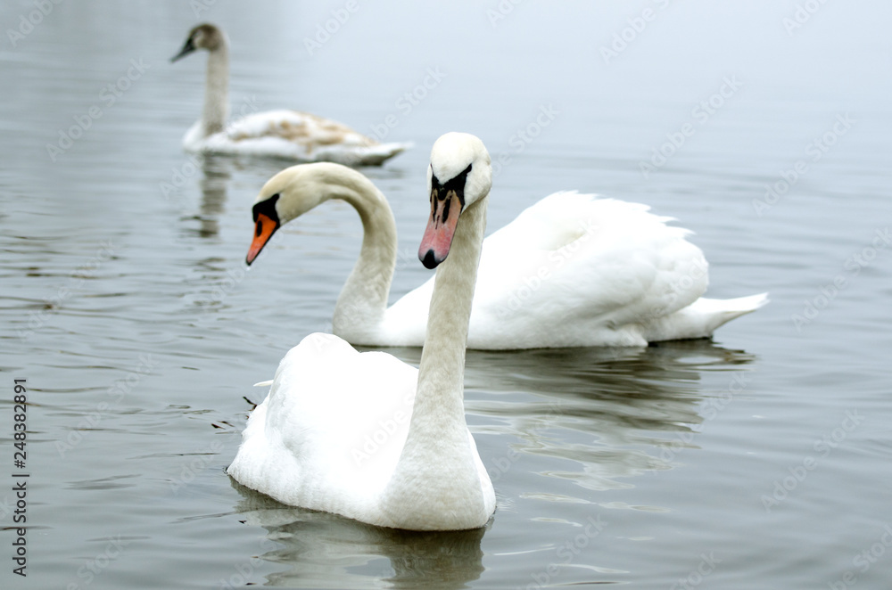 Beautiful white elegant swans bird on a foggy winter river. Beautiful white elegant swans bird on a foggy winter river.