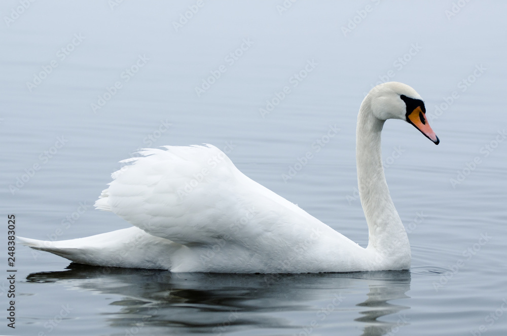 Naklejka premium Beautiful white elegant swans bird on a foggy winter river.