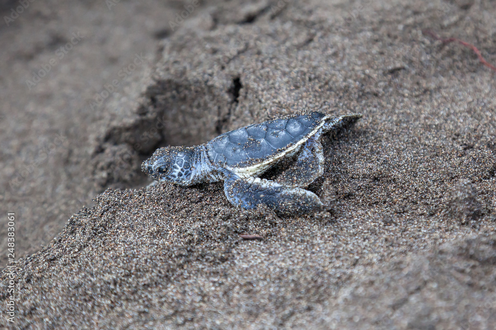 A baby green turtle (Chelonia mydas) crawling to the ocean on the beach in Costa Rica.