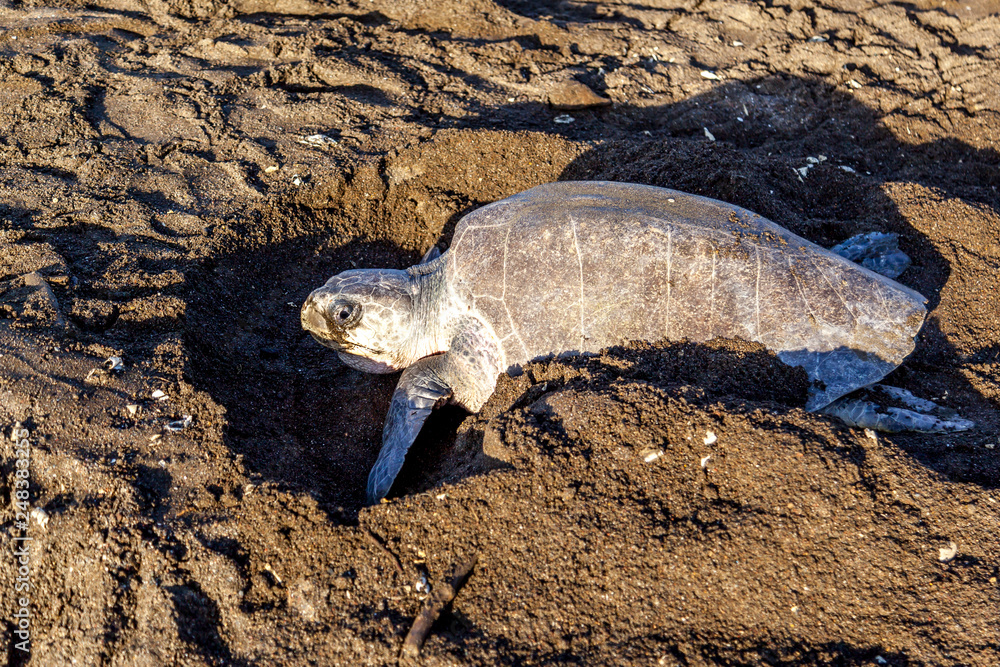 Obraz premium An olive ridley (Lepidochelys olivacea) sea turtle digging an fake nests after laying eggs to confuse animal searching for eggs at Ostional Wildlife Refuge in Costa Rica, one of turtle nesting activit