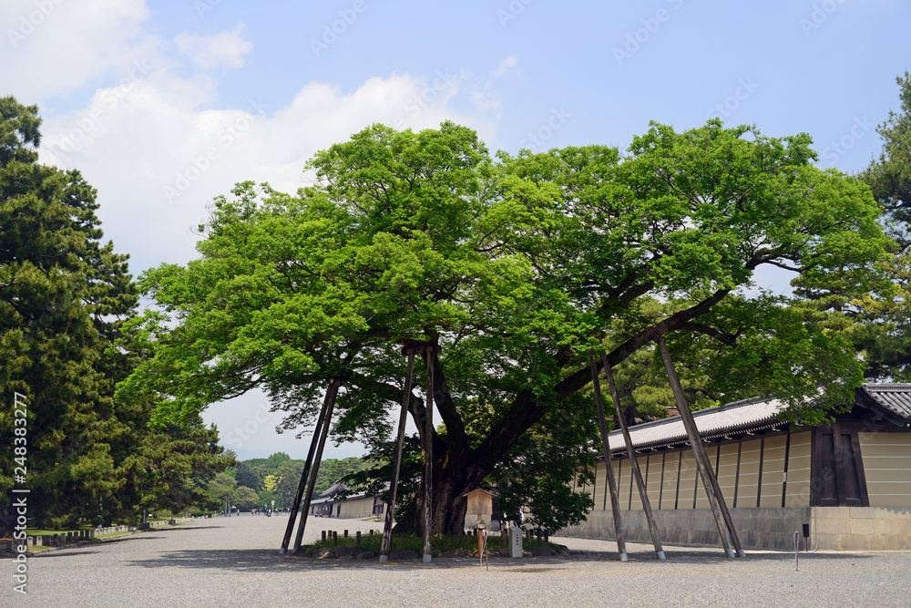 Kyoto Gyoen National Garden-12