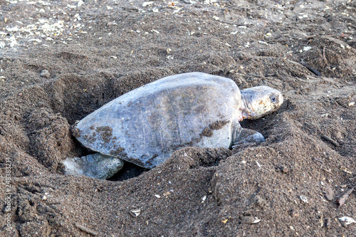 An olive ridley (Lepidochelys olivacea) sea turtle digging an egg chamber for laying eggs at Ostional Wildlife Refuge in Costa Rica, one of turtle Nesting activity.  photo