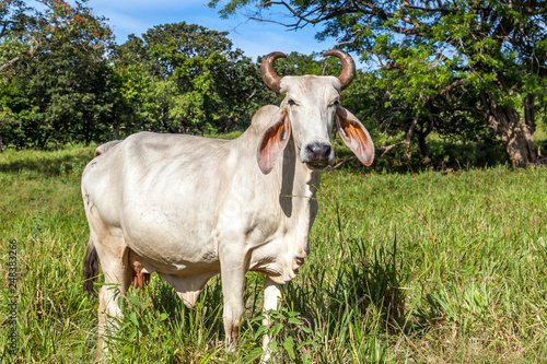 Close up of a Brahman cattle in Costa Rica  © JHVEPhoto