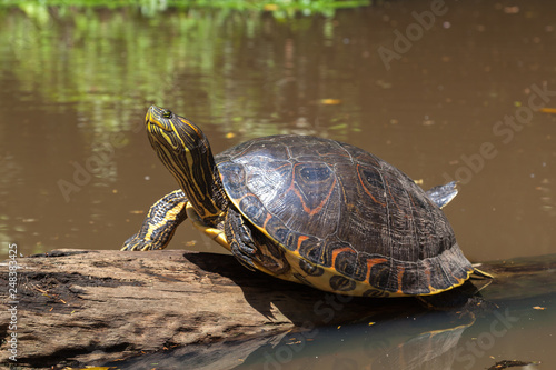 A Yellow-bellied slider Turtle (Trachemys scripta scripta) sleeping on a log in natural rainforest canal at Tortuguero National Park in Costa Rica, a land and water turtle belonging to family Emydidae