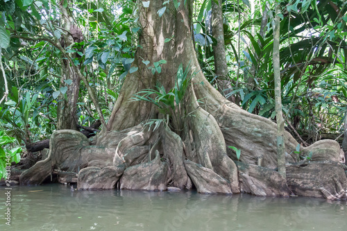 The roots of a bloodwood tree (Brosimum rubescens) in the water of rainforest canal at Tortuguero National Park in Costa Rica. photo