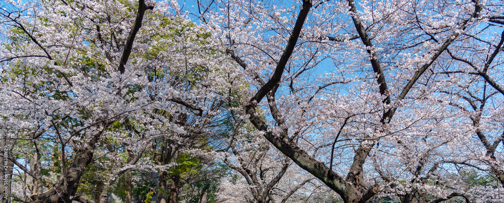Cherry blossom full bloom and green trees in spring season. Cherry blossom full bloom and green trees in spring season.
