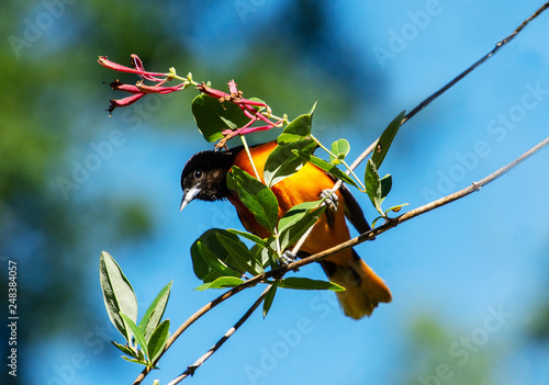 Εκτύπωση καμβά Bright orange baltimore oriole bird,  perched on a trumpet honeysuckle vine