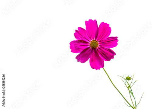 Dark pink cosmos flower isolated on white © KQ Ferris