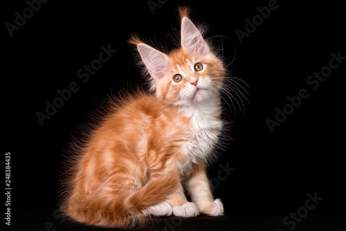 Adorable cute maine coon kitten on black background in studio, isolated.