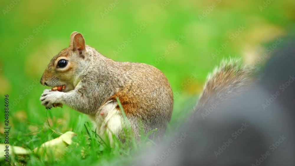 Squirrel Eating Nut At Blured Green Background, London, - Shallow Depth Squirrel Eating Nut At Blured Green Background, London, - Shallow Depth