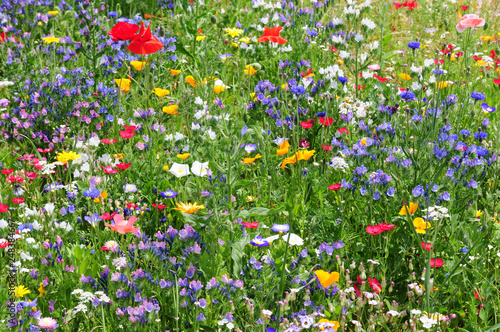 Colorful wildflowers in summer meadow - Wildblumenwiese © Bill Ernest