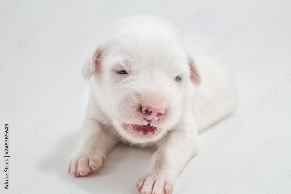 Cute puppies, white background, dog breed Bang Kaew Thai dog. Cute puppies, white background, dog breed Bang Kaew Thai dog.