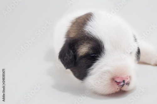 Cute puppies, white background, dog breed Bang Kaew Thai dog.