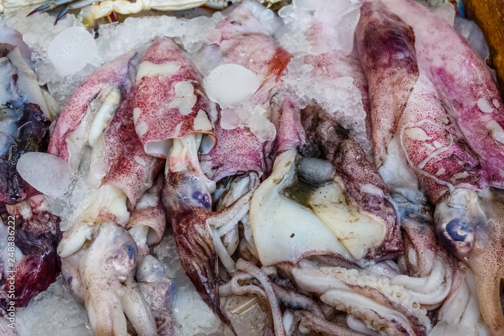 Raw squids on a fish market in Hurghada city, Egypt